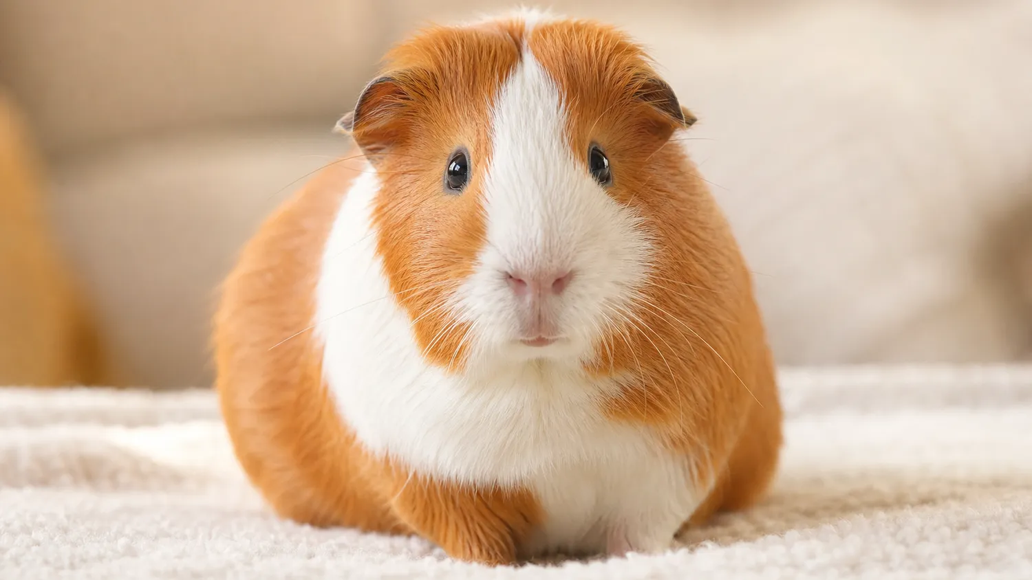 Cochon d'inde au pelage roux et blanc observé de près à l'intérieur, en pleine lumière naturelle