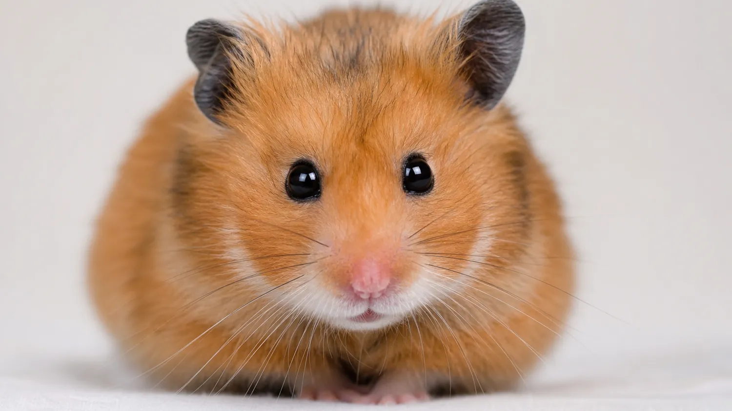 Hamster doré aux joues rondes observé de près à l'intérieur, en pleine lumière naturelle douce