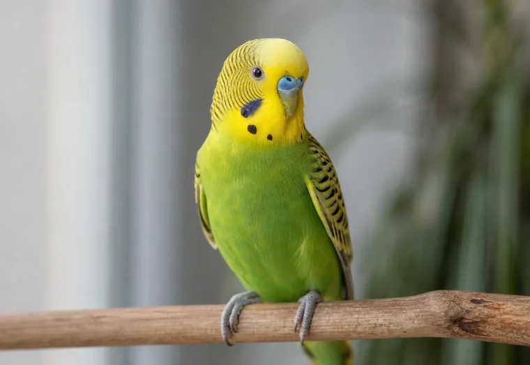 Perruche au plumage vert et jaune observée de près sur son perchoir, en pleine lumière naturelle