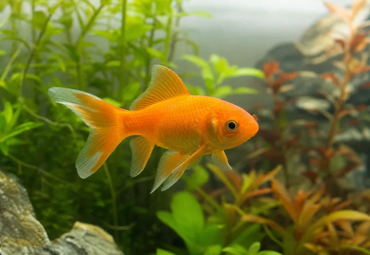 Poisson rouge orange nageant dans un aquarium bien entretenu, vu de près, en lumière naturelle douce