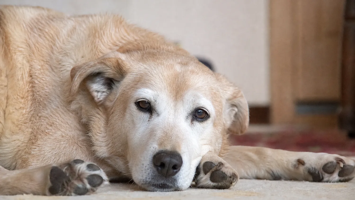 Chien âgé au pelage beige allongé sur le sol à l'intérieur, pattes visibles, en pleine lumière naturelle