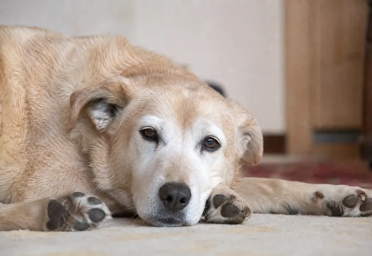Chien âgé au pelage beige allongé sur le sol à l'intérieur, pattes visibles, en pleine lumière naturelle