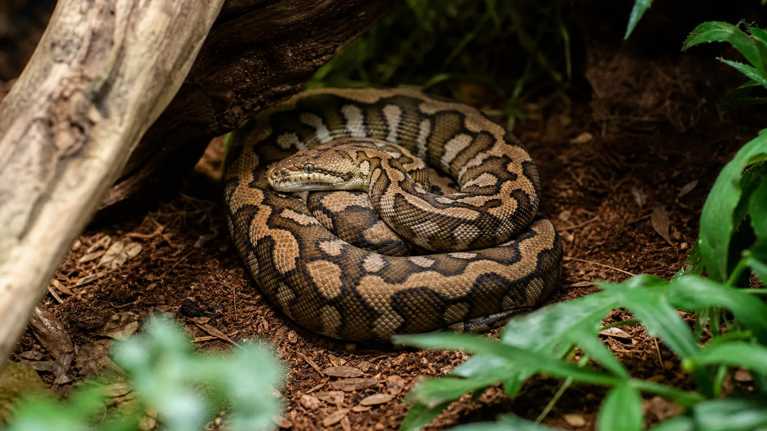 Serpent au corps orné de motifs bruns et beiges enroulé sur un substrat naturel, en pleine lumière douce