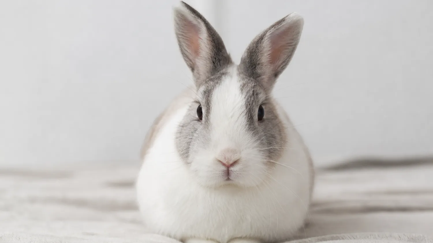 Lapin au pelage blanc et gris assis à l'intérieur, tête légèrement tournée, en pleine lumière naturelle douce