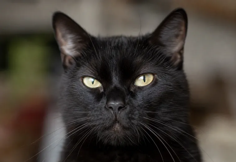 Chat au pelage noir assis à l'intérieur, menton et museau visibles de près, en pleine lumière naturelle