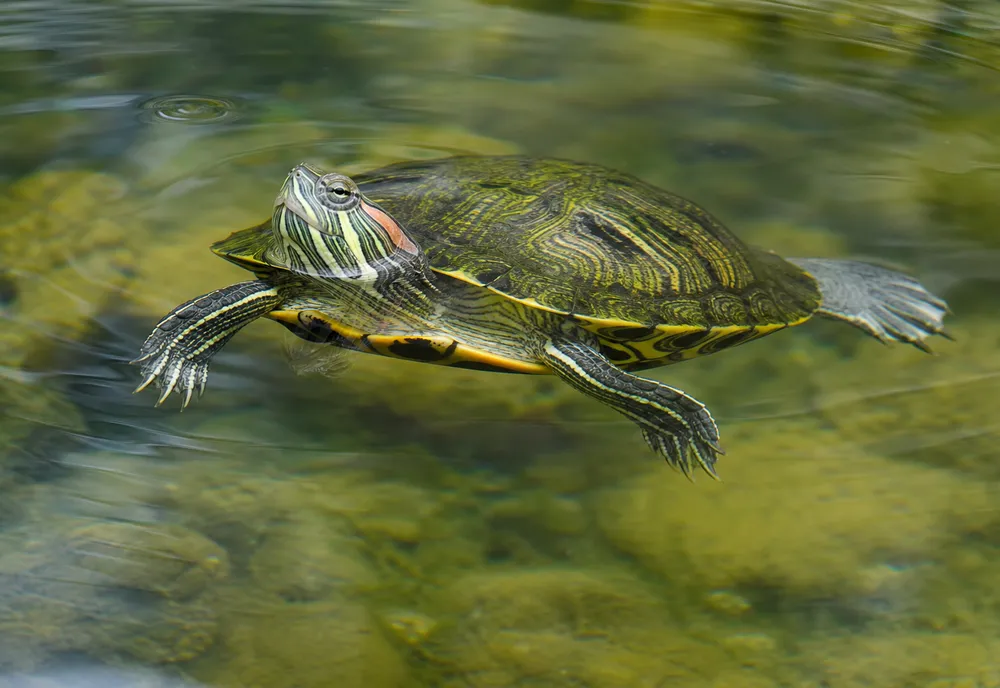Tortue aquatique au corps vert et jaune nageant près de la surface d'un bassin en eau claire, lumière naturelle