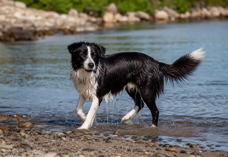 Chien au pelage noir et blanc sortant de l'eau, corps mouillé, en pleine lumière naturelle extérieure