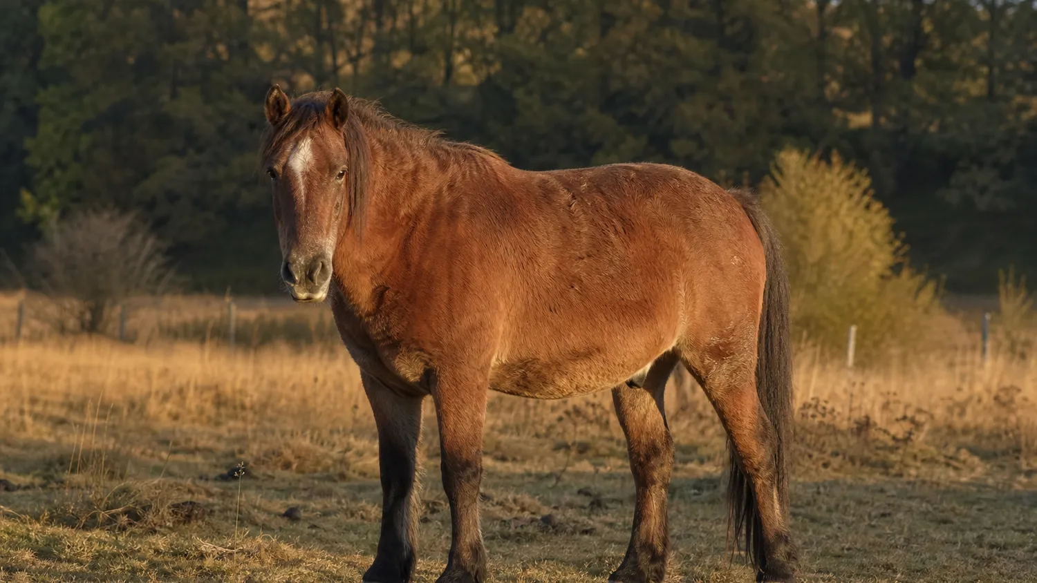Cheval âgé au pelage brun et poil légèrement long dans un pré en pleine lumière naturelle extérieure
