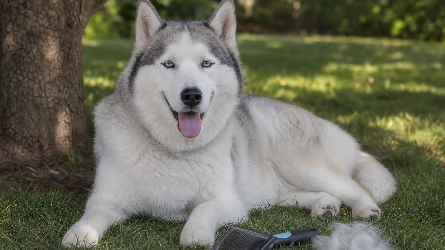 Husky sibérien au pelage épais allongé à l'ombre sur l'herbe en été, une brosse et des touffes de sous-poil à côté de lui