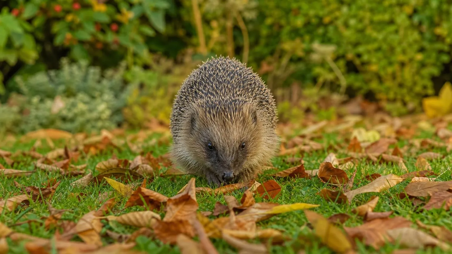 Hérisson d'Europe marchant sur la pelouse d'un jardin parmi des feuilles mortes d'automne