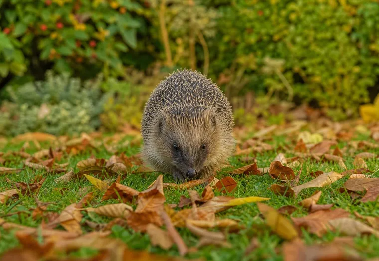 Hérisson d'Europe marchant sur la pelouse d'un jardin parmi des feuilles mortes d'automne