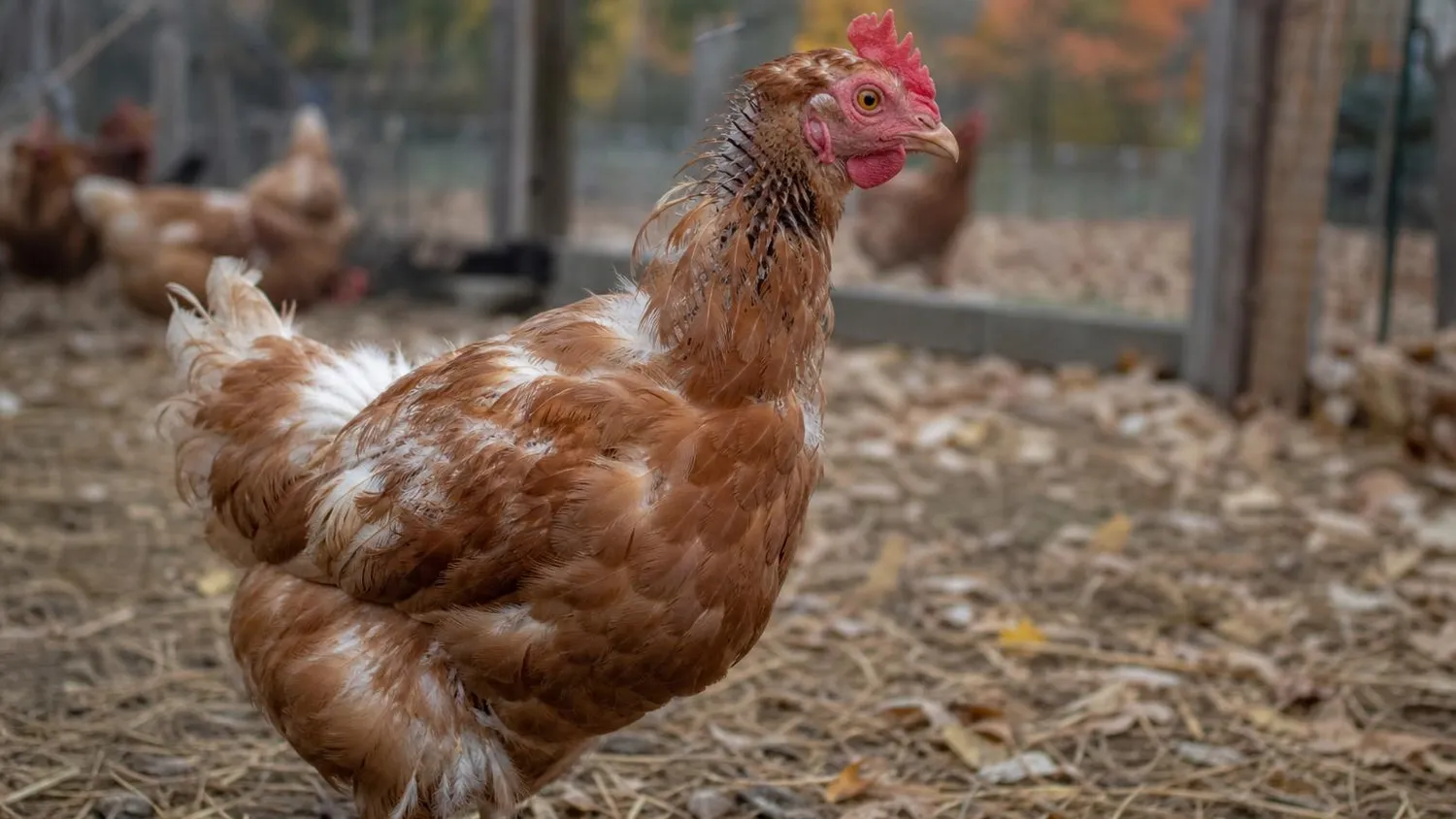 Poule rousse en pleine mue, cou partiellement déplumé et nouvelles plumes naissantes, dans un enclos paillé parsemé de feuilles mortes