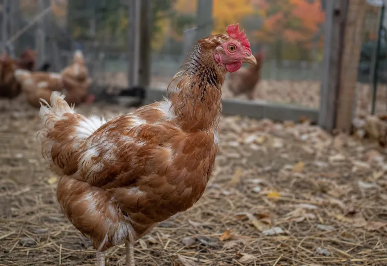Poule rousse en pleine mue, cou partiellement déplumé et nouvelles plumes naissantes, dans un enclos paillé parsemé de feuilles mortes