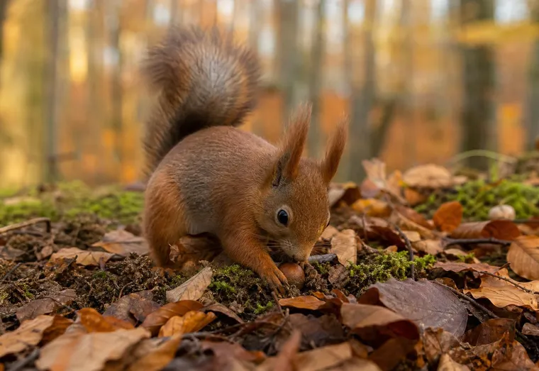 Écureuil roux aux oreilles en pinceau enterrant une noisette dans les feuilles mortes d'une forêt en automne