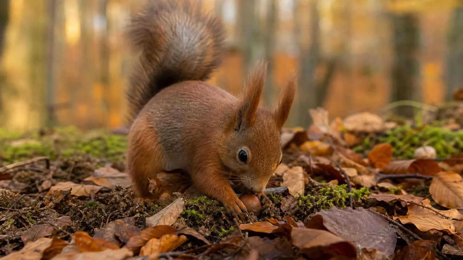 Écureuil roux aux oreilles en pinceau enterrant une noisette dans les feuilles mortes d'une forêt en automne