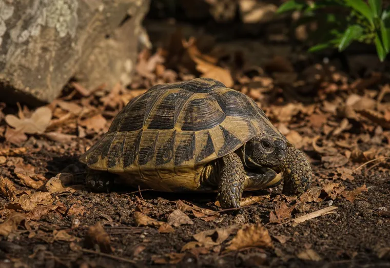 Tortue d'Hermann avançant parmi les feuilles mortes dans un enclos de jardin sous un soleil bas d'automne
