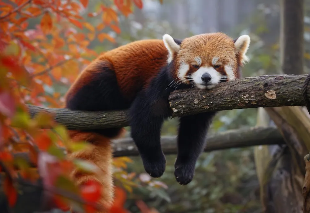 Panda roux allongé sur une branche dans un parc zoologique, entouré de feuilles d'automne rouges et dorées