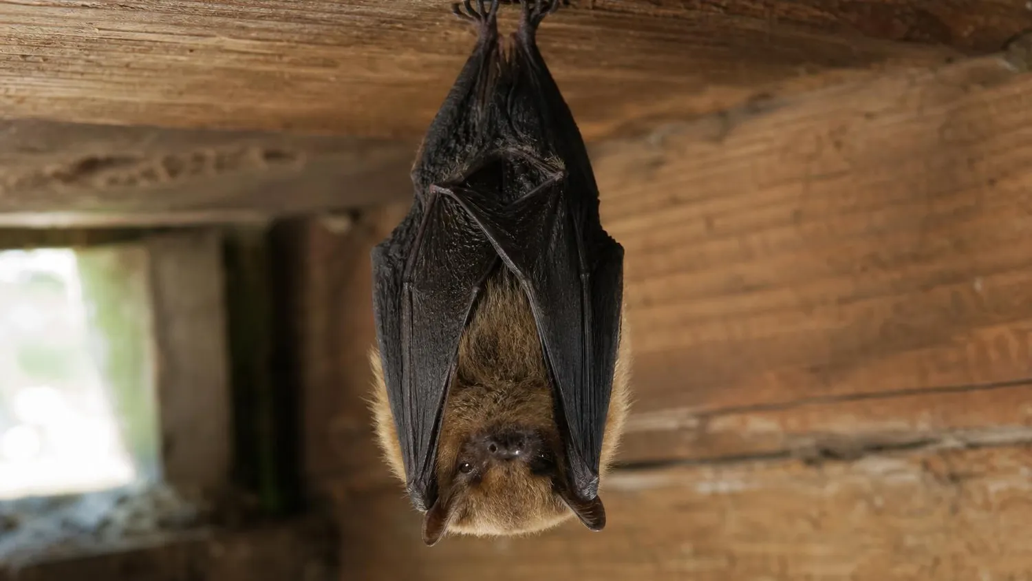 Petite pipistrelle suspendue à une poutre en bois dans un grenier, éclairée par la lumière douce d'une lucarne