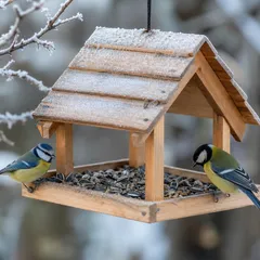 Mésange bleue et mésange charbonnière perchées sur une mangeoire en bois propre, dans un jardin givré d'hiver