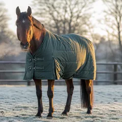 Cheval bai portant une couverture d'extérieur vert foncé dans un paddock givré, un matin d'hiver ensoleillé