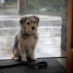 Petit chien assis sur le seuil d'une porte ouverte, regardant la pluie tomber dans la rue