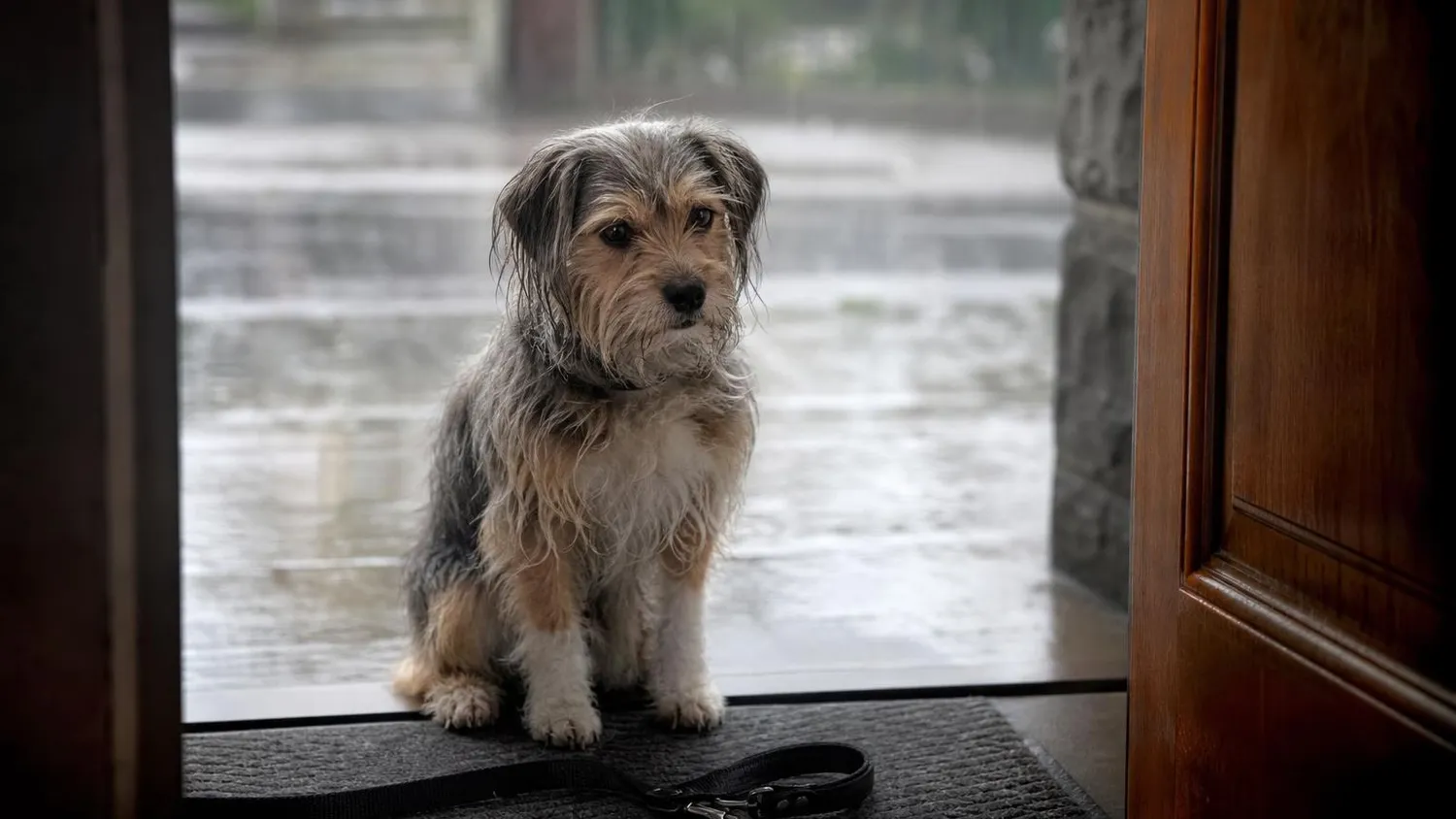 Petit chien assis sur le seuil d'une porte ouverte, regardant la pluie tomber dans la rue