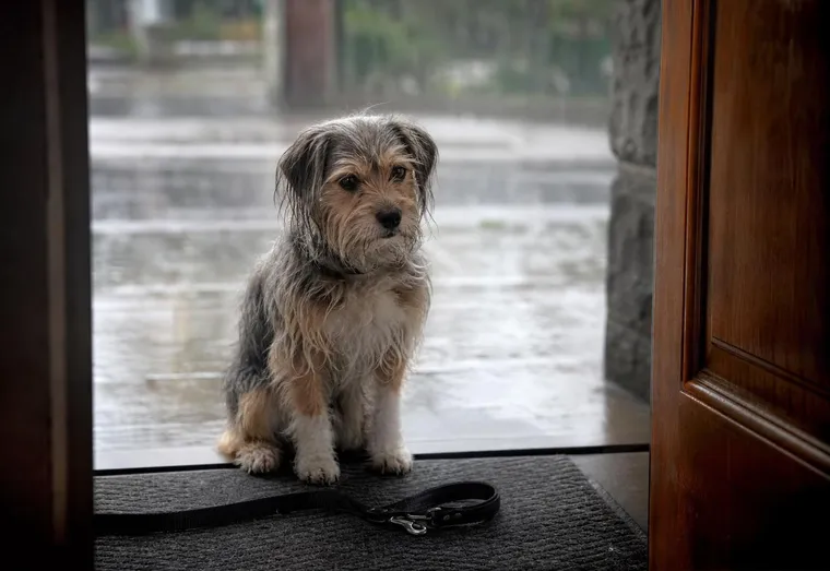 Petit chien assis sur le seuil d'une porte ouverte, regardant la pluie tomber dans la rue