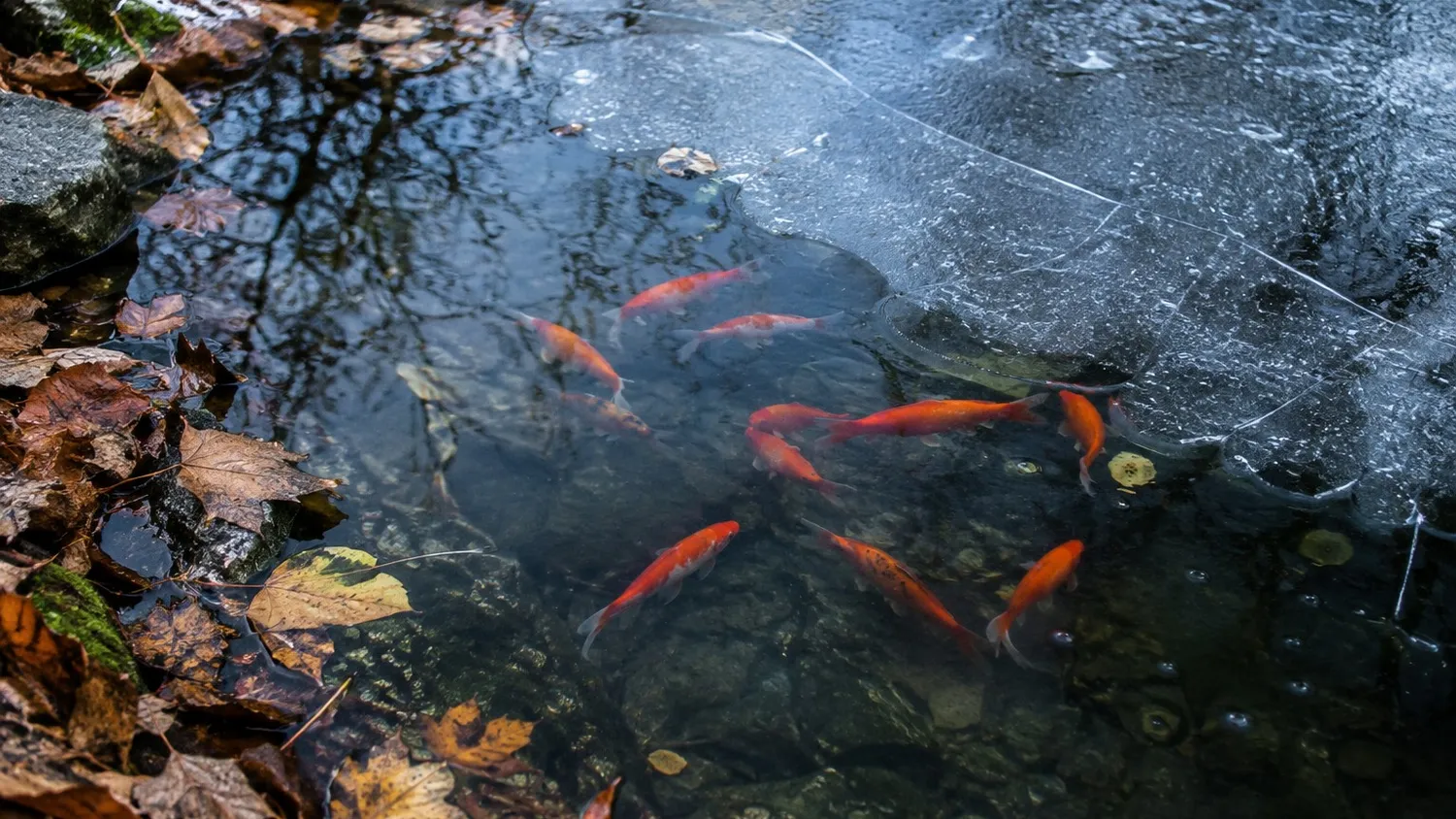Bassin de jardin en fin d'automne, couvert en partie d'une fine couche de glace, avec des poissons rouges visibles sous l'eau