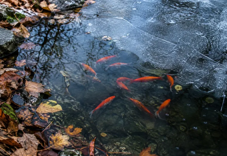 Bassin de jardin en fin d'automne, couvert en partie d'une fine couche de glace, avec des poissons rouges visibles sous l'eau