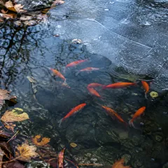 Bassin de jardin en fin d'automne, couvert en partie d'une fine couche de glace, avec des poissons rouges visibles sous l'eau