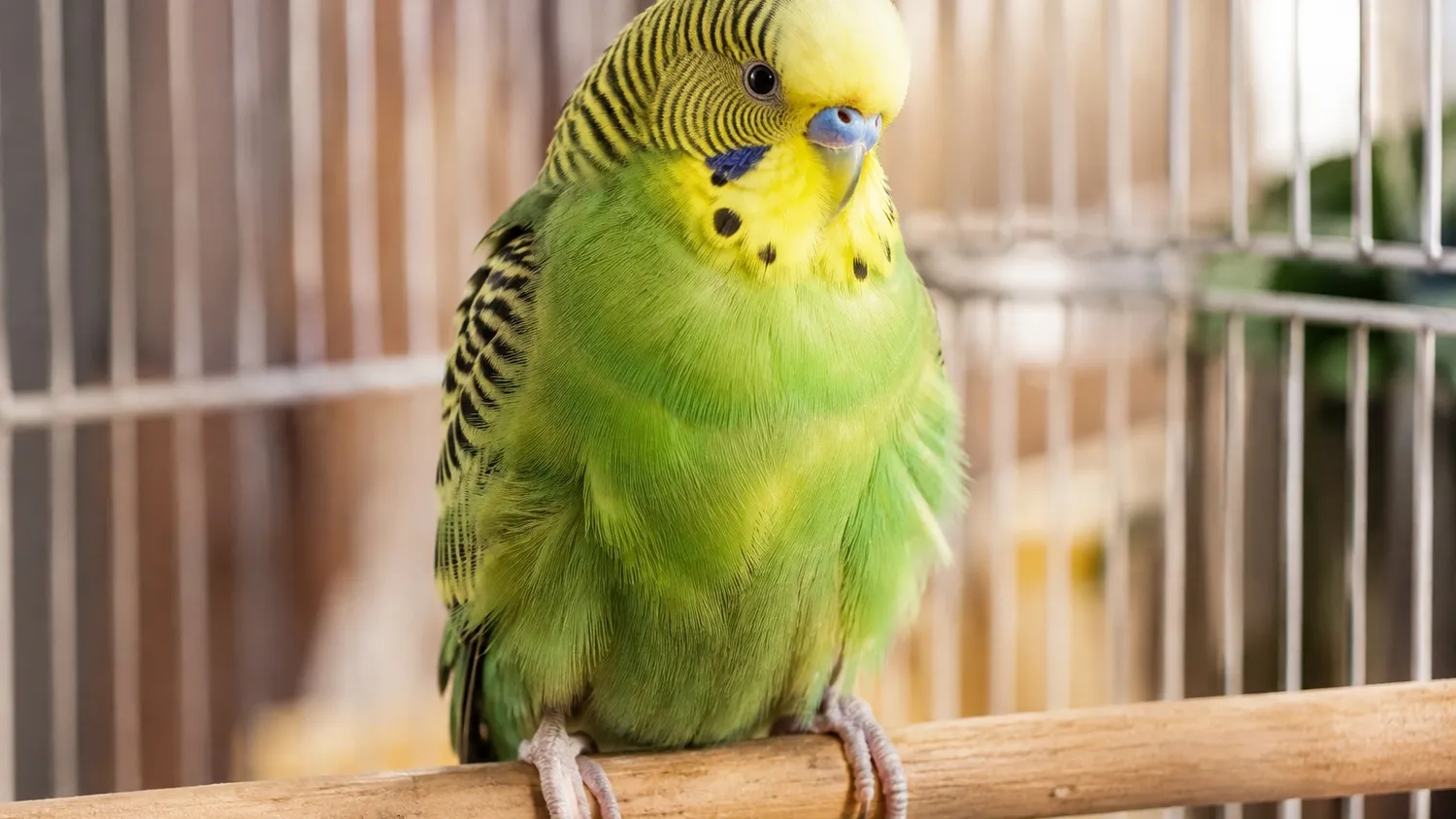 Perruche verte au plumage légèrement gonflé, perchée sur un bâton en bois dans sa cage