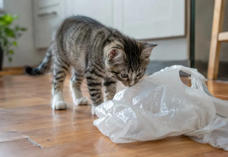 Jeune chat reniflant un sac plastique froissé posé sur le parquet d'une cuisine