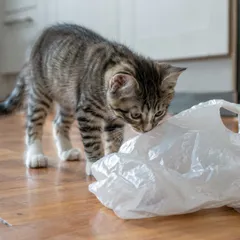 Jeune chat reniflant un sac plastique froissé posé sur le parquet d'une cuisine