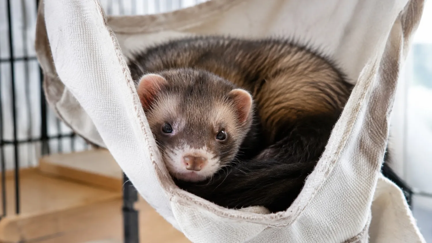 Furet sable lové dans un hamac en tissu propre, la tête qui dépasse, dans un enclos d'intérieur