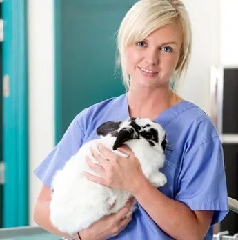 Assurance pour lapin