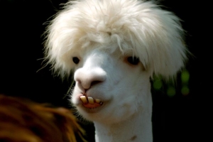 lama fun