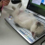 chat qui dort sur clavier