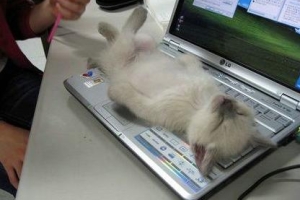 chat qui dort sur clavier