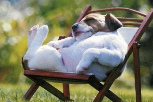 chien et gros dodo