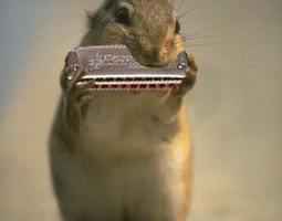 animaux drole musique