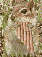 animaux drole musique