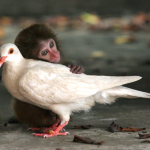 singe et oiseau
