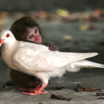 singe qui fait un calin à un oiseau