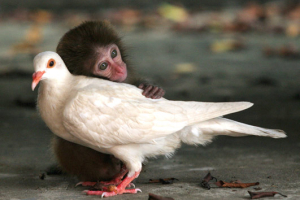 singe et oiseau