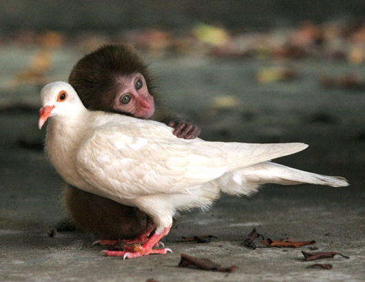 singe qui fait un calin à un oiseau