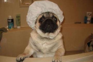 chien qui prend un baim
