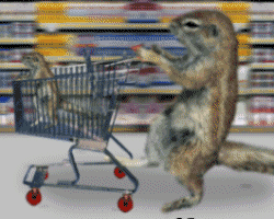 les courses pour animau