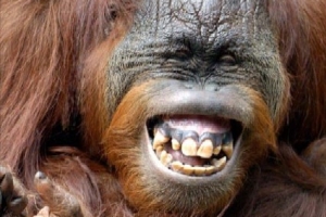 le lol du gorille