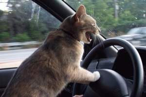 photo-humour-animaux-chat-au-volant