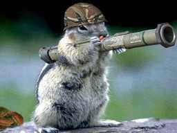 animaux et bazooka